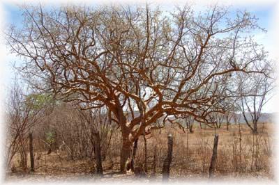 IMBURANA DE CHEIRO EBOOK DOWNLOAD IMBURANA DE CHEIRO EBOOK DOWNLOAD